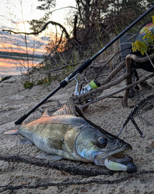 Судак і щука з однієї точки: яскравий вікенд рибалок із Дніпра. Фото