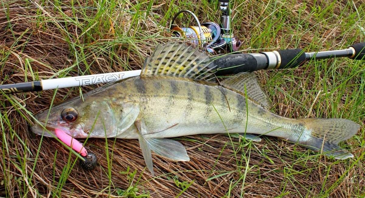 Де шукати хижака в травні: 3 спінінгові проводки, які не підведуть