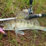 Карась не устоит: в Чернигове рыболов «подсел» на японский метод ловли