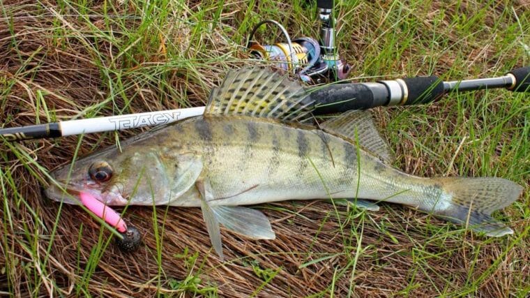 Де шукати хижака в травні: 3 спінінгові проводки, які не підведуть