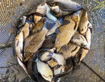 Карась не встоїть: у Чернігові рибалка "підсів" на японський метод лову