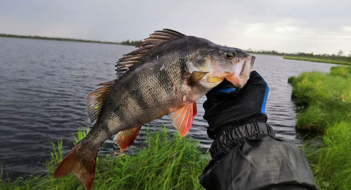 Місячний календар рибалки на червень