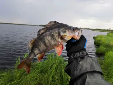 Місячний календар рибалки на червень