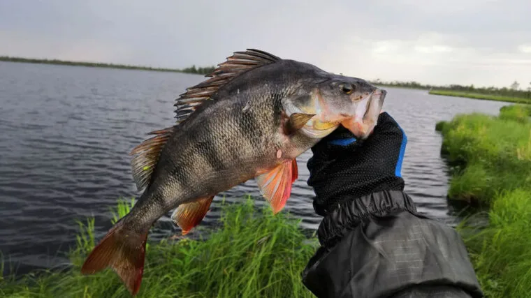 Місячний календар рибалки на червень