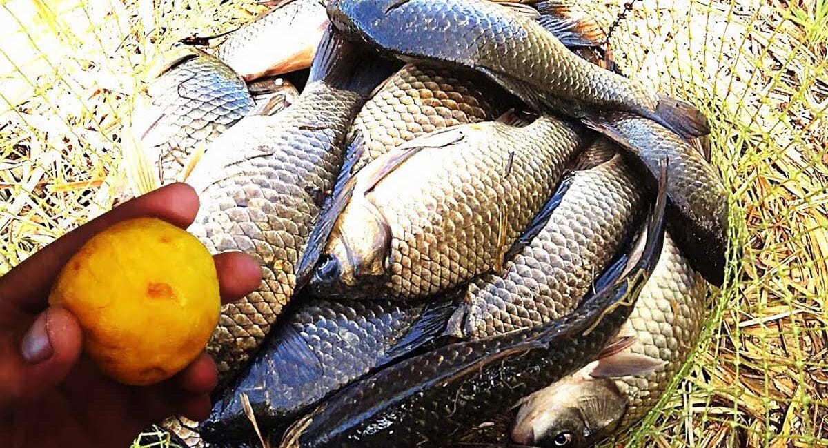 5 помилок, що вбивають кльов: чому ваша прикормка на карася не працює?