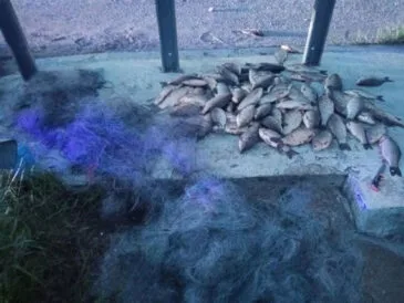 Незаконний вилов на Південному Бузі: рибалка заплатить понад 115 тис. грн