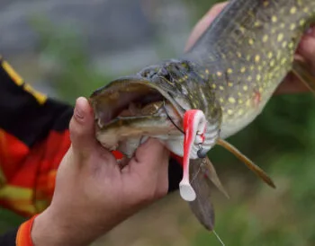 Ловля щуки в червні 2025: найкращі дні, місця, снасті, тактика лову