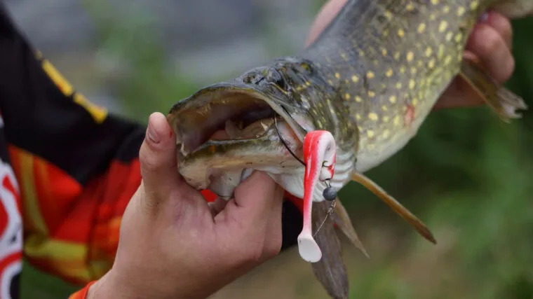 Ловля щуки в червні 2025: найкращі дні, місця, снасті, тактика лову