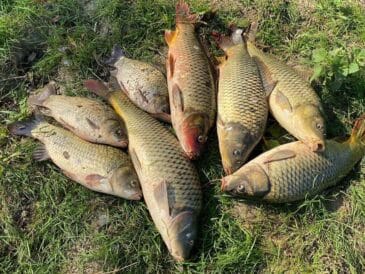 домашня підгодовування