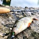 Сазан не устоит: секретная домашняя прикормка для бешеного клёва