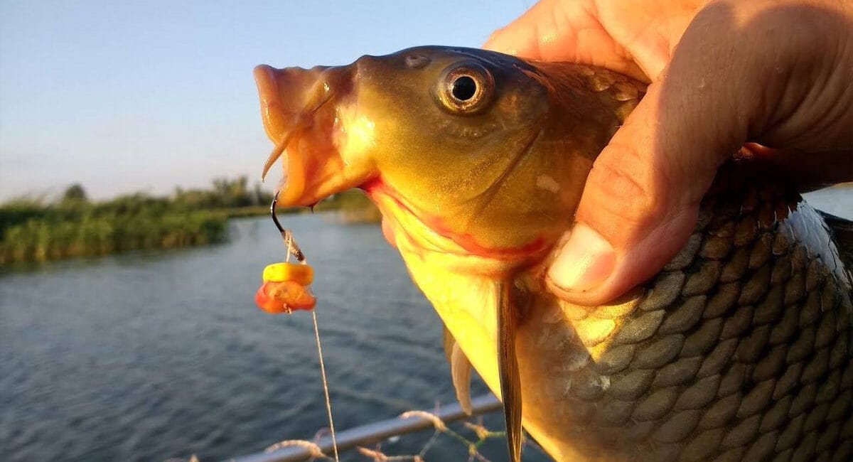 Як зловити великого коропа за Сабанєєвим: привада, яка вабить трофей