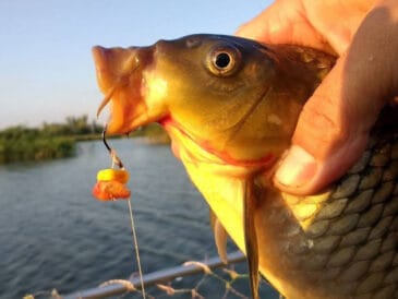 Як зловити великого коропа за Сабанєєвим: привада, яка вабить трофей