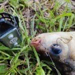 Пінопласт і хробак – убивча пара: ловимо язя і ляща на фідер без промаху