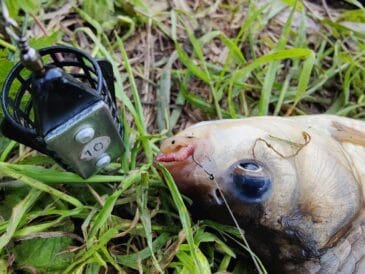 Секрет фідера на ляща: чому повідець 1,5 метра — ваш козир?