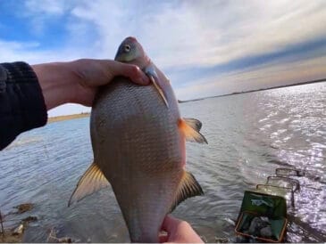 Пінопласт і хробак – убивча пара: ловимо язя і ляща на фідер