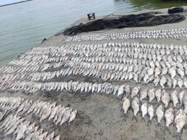 Мільйонні збитки: браконьєри на Катлабуг попалися з 370 кг риби