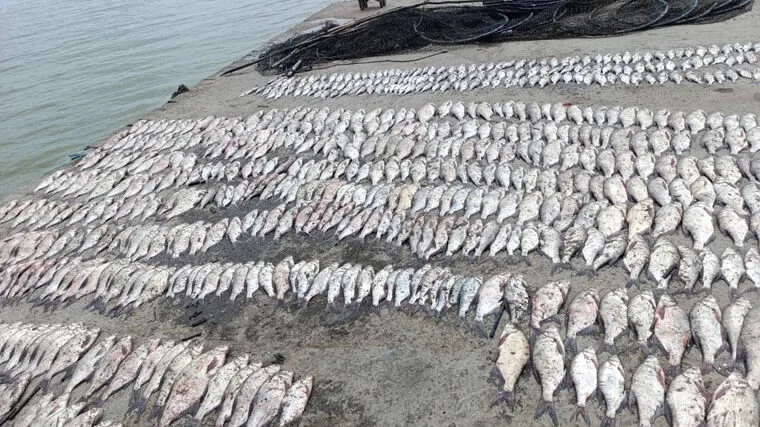 Мільйонні збитки: браконьєри на Катлабуг попалися з 370 кг риби