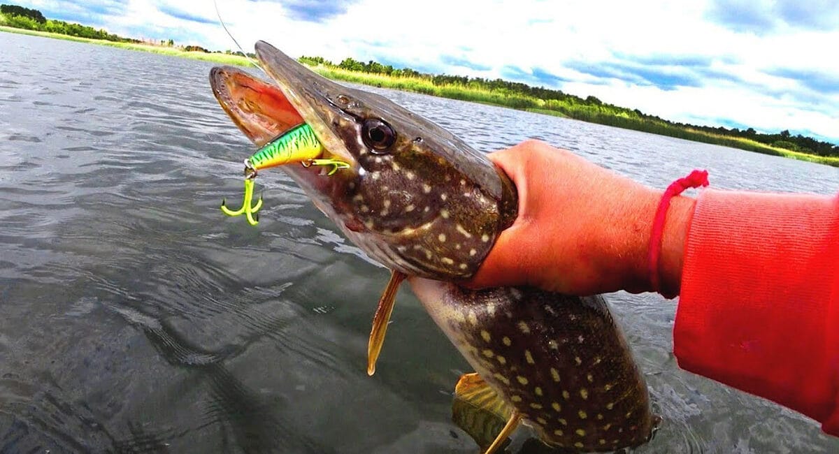 Ефективні техніки ловлі щуки в червні: рекомендації від експертів