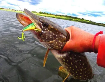 Ефективні техніки ловлі щуки в червні: рекомендації від експертів