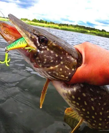 Ефективні техніки ловлі щуки в червні: рекомендації від експертів