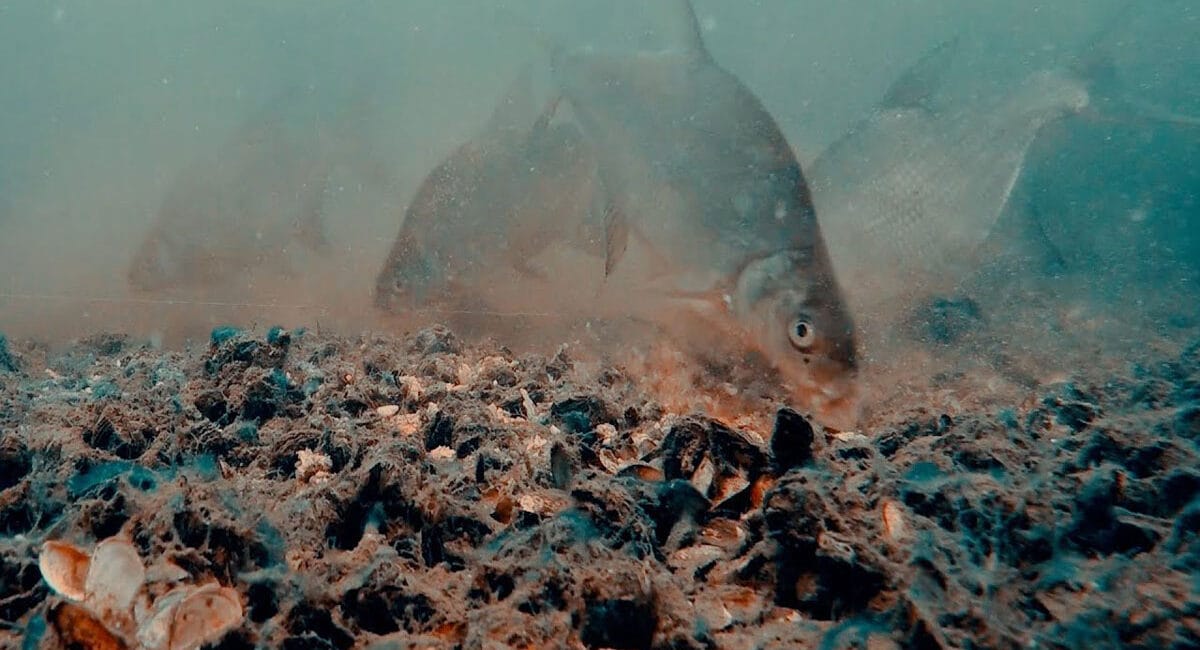 Ловля ляща на глибинах у червні: експерт назвав найкращі техніки та снасті