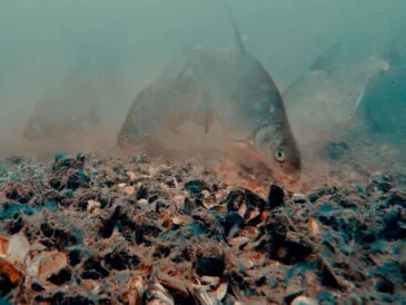 Ловля ляща на глибинах у червні: експерт назвав найкращі техніки та снасті