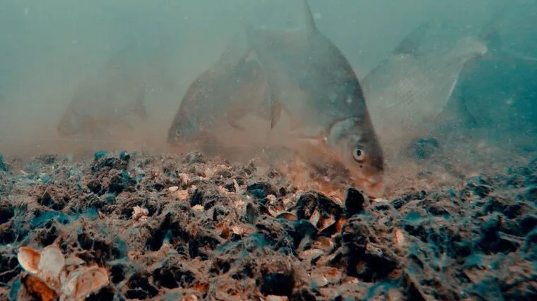 Ловля ляща на глибинах у червні: експерт назвав найкращі техніки та снасті