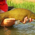 Поймать щуку в траве стало проще с Megabass Ito Shiner 115 SSR