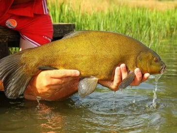 Таємниці прикормки лина за Сабанєєвим: рецепти з хробаками та сиром