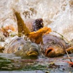 Яку прикормку та наживку найкраще використовувати для карася на фідер на початку літа?