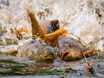 Ловля коропа після нересту: експерти рекомендують прикормку та насадки