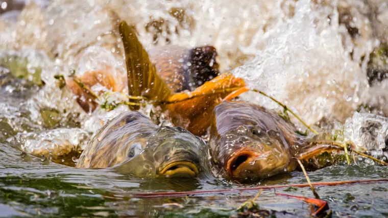 Ловля коропа після нересту: експерти рекомендують прикормку та насадки