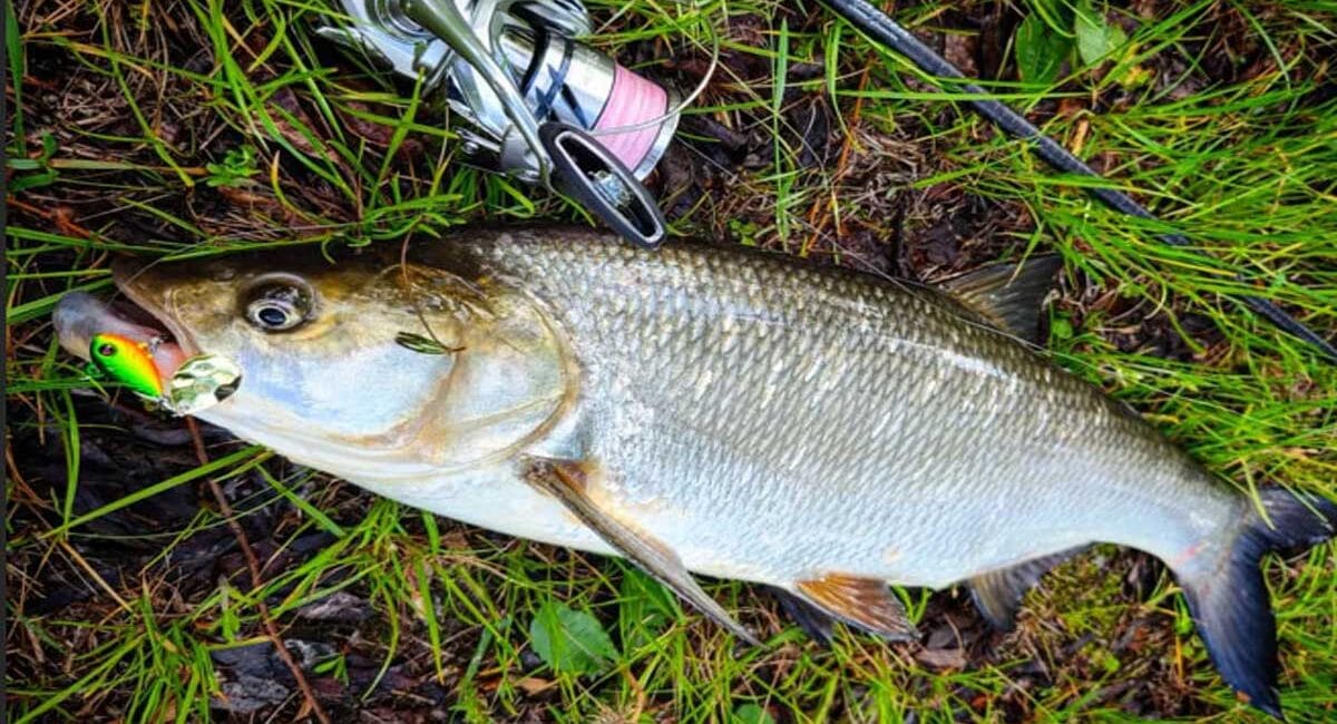 Справжній трофей: український рибалка зловив жереха-гіганта