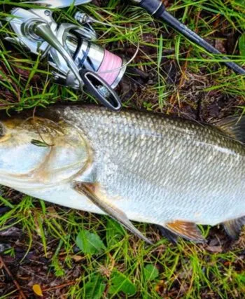 Справжній трофей: український рибалка зловив жереха-гіганта