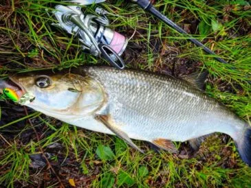 Справжній трофей: український рибалка зловив жереха-гіганта