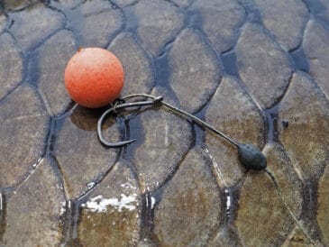 Поп-ап для коропів: техніка та оснащення, яке працює завжди