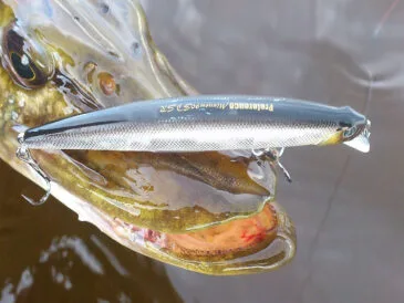 Ловля щуки на великі воблери: експерти дали поради щодо вибору приманок