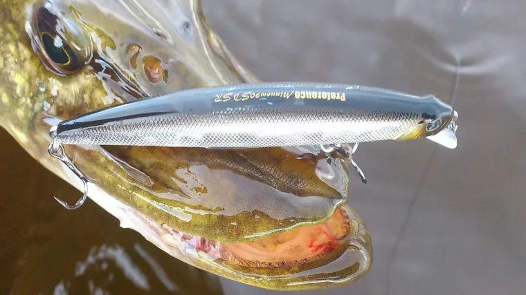 Ловля щуки на великі воблери: експерти дали поради щодо вибору приманок