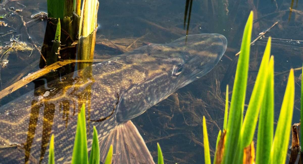 Спінінгова ловля щуки на малих річках України вимагає зміни тактики через зміну рівня води – експерт