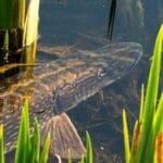 Ловля щуки на крупные воблеры: эксперты дали советы по выбору приманок