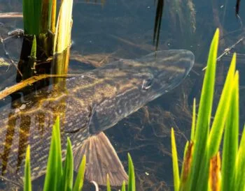 Спінінгова ловля щуки на малих річках України вимагає зміни тактики через зміну рівня води – експерт