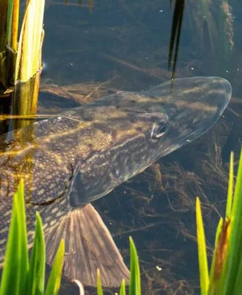 Спінінгова ловля щуки на малих річках України вимагає зміни тактики через зміну рівня води – експерт