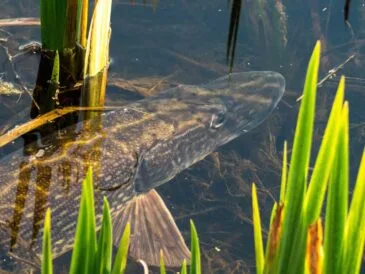 Спінінгова ловля щуки на малих річках України вимагає зміни тактики через зміну рівня води – експерт