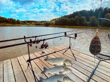 Ловля коропа на платних водоймах України