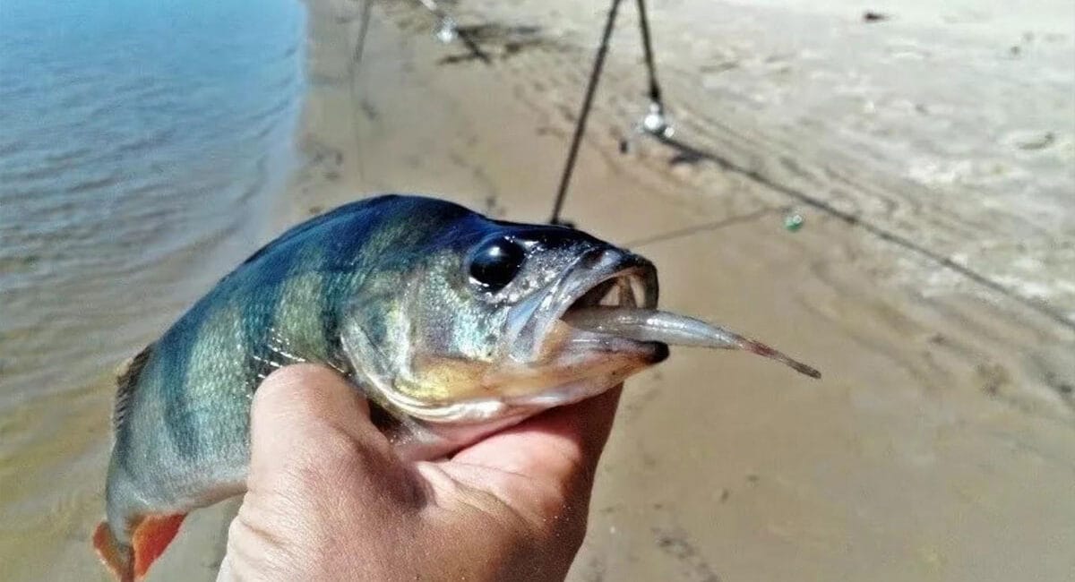 Тягаю «горбачів» вудкою на живця прямо в коряжнику: точковий підхід до трофеїв