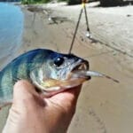 Карповая ловля на платных водоемах Украины демонстрирует переход к использованию растворимых насадок на фоне теплой погоды