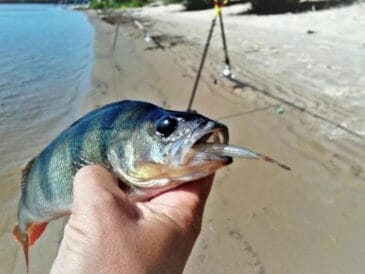 Тягаю «горбачів» вудкою на живця прямо в коряжнику: точковий підхід до трофеїв