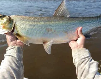 Прогноз кльову риби на тиждень 2–8 червня 2025 року в Україні