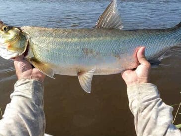 Прогноз кльову риби на тиждень 2–8 червня 2025 року в Україні