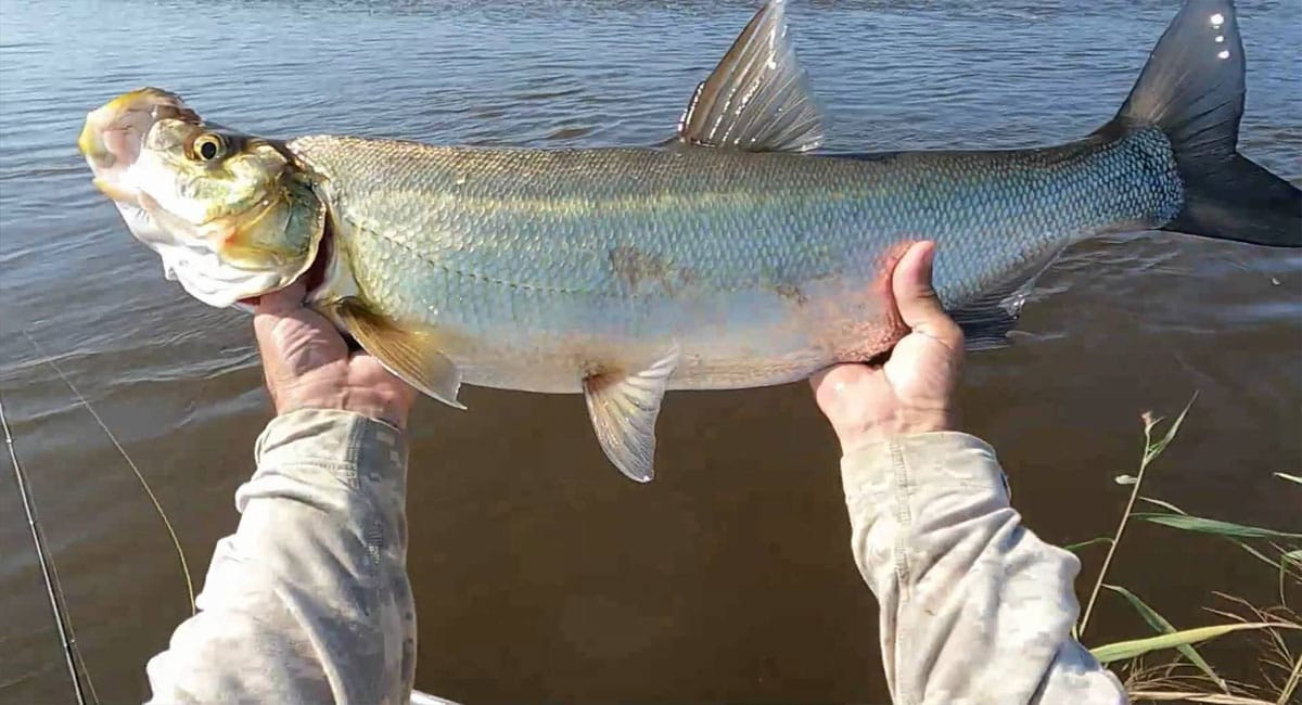 Прогноз кльову риби на тиждень 2–8 червня 2025 року в Україні